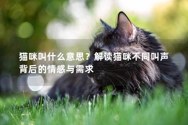 猫咪叫什么意思？解读猫咪不同叫声背后的情感与需求