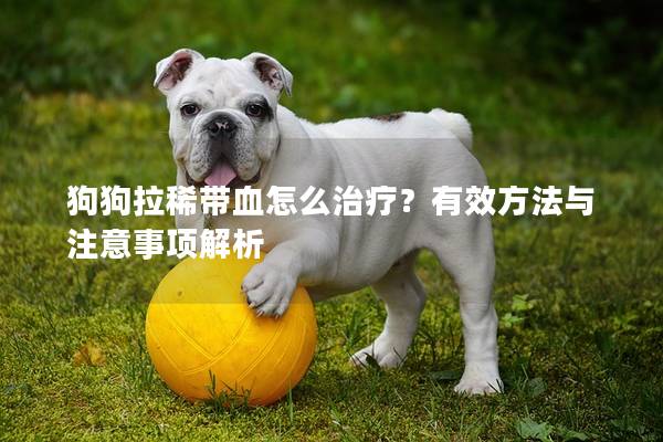 狗狗拉稀带血怎么治疗？有效方法与注意事项解析