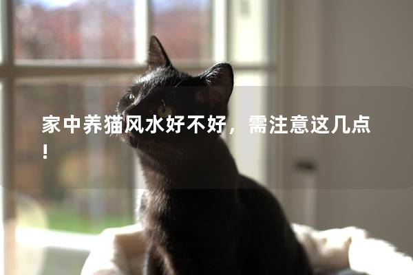 家中养猫风水好不好，需注意这几点!