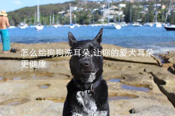 怎么给狗狗洗耳朵,让你的爱犬耳朵更健康