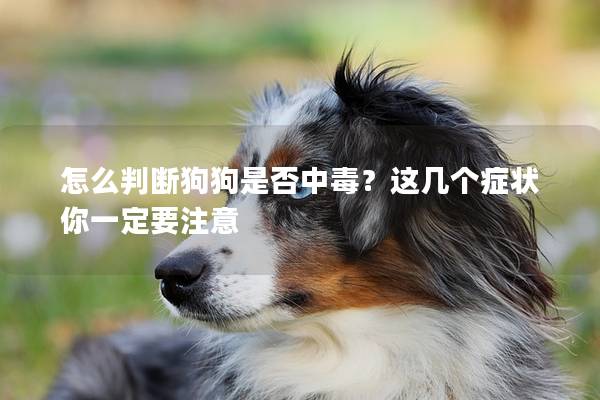 怎么判断狗狗是否中毒？这几个症状你一定要注意