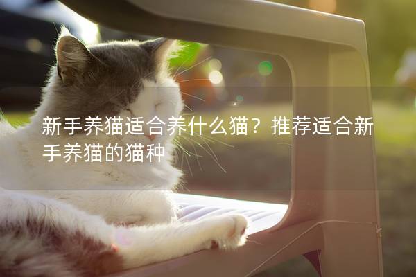 新手养猫适合养什么猫？推荐适合新手养猫的猫种