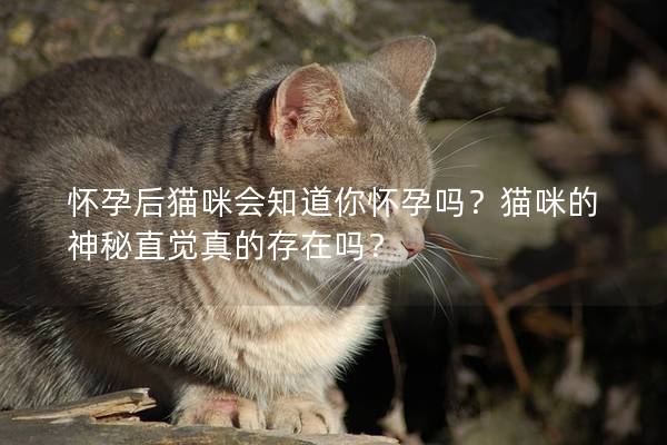 怀孕后猫咪会知道你怀孕吗？猫咪的神秘直觉真的存在吗？