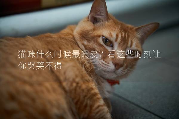 猫咪什么时候最调皮？看这些时刻让你哭笑不得