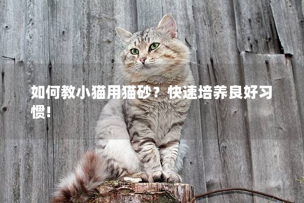 如何教小猫用猫砂？快速培养良好习惯!