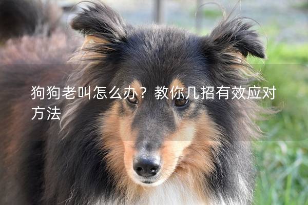 狗狗老叫怎么办？教你几招有效应对方法