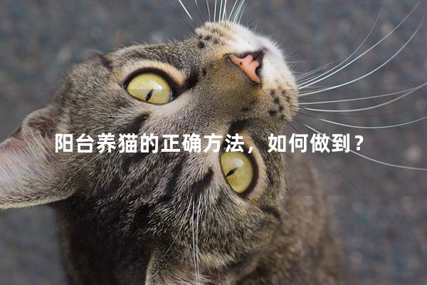 阳台养猫的正确方法，如何做到？