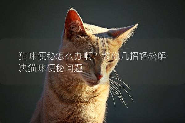 猫咪便秘怎么办啊？教你几招轻松解决猫咪便秘问题