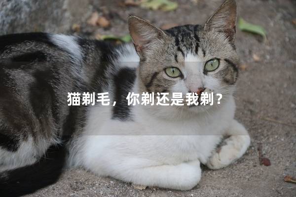 猫剃毛，你剃还是我剃？