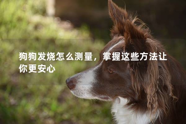 狗狗发烧怎么测量，掌握这些方法让你更安心