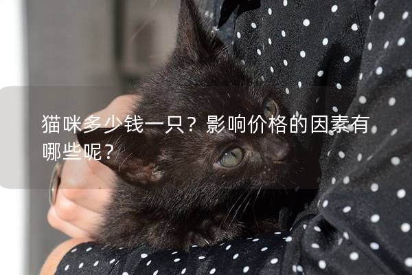 猫咪多少钱一只？影响价格的因素有哪些呢？