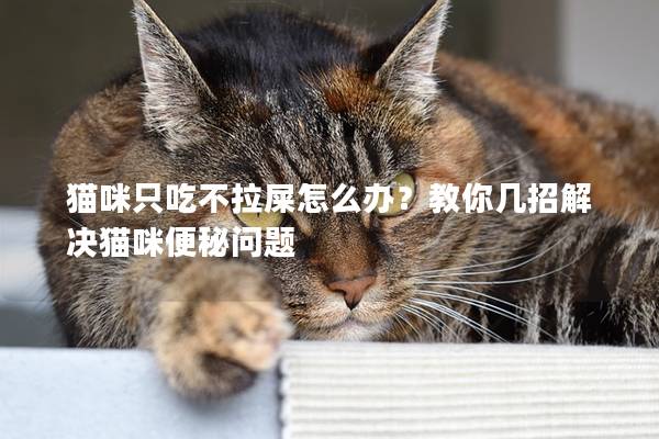 猫咪只吃不拉屎怎么办？教你几招解决猫咪便秘问题