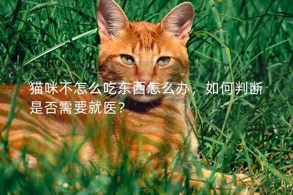 猫咪不怎么吃东西怎么办，如何判断是否需要就医？