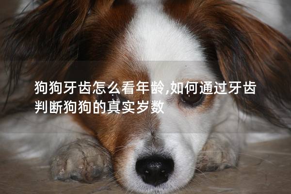 狗狗牙齿怎么看年龄,如何通过牙齿判断狗狗的真实岁数