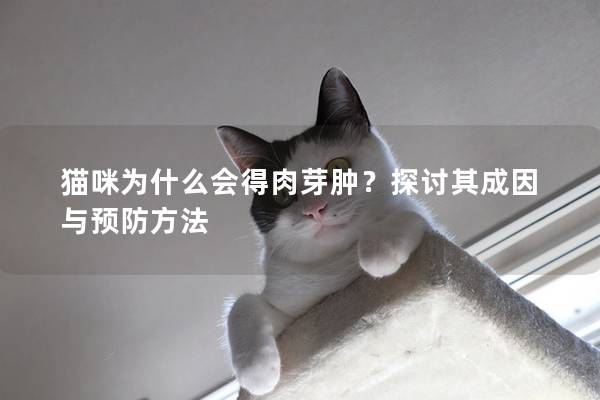 猫咪为什么会得肉芽肿？探讨其成因与预防方法