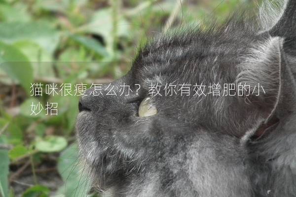 猫咪很瘦怎么办？教你有效增肥的小妙招