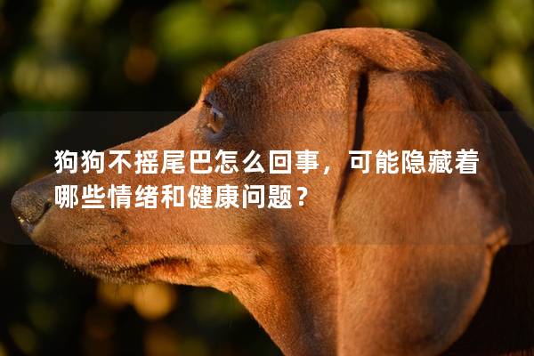 狗狗不摇尾巴怎么回事，可能隐藏着哪些情绪和健康问题？