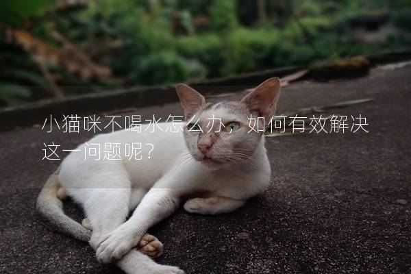 小猫咪不喝水怎么办，如何有效解决这一问题呢？