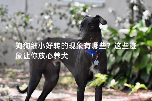 狗狗细小好转的现象有哪些？这些迹象让你放心养犬