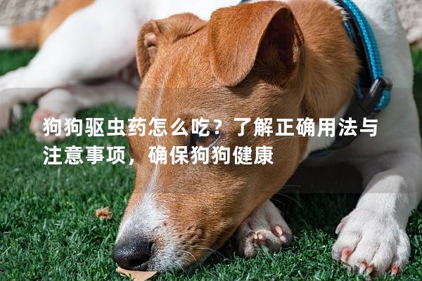 狗狗驱虫药怎么吃？了解正确用法与注意事项，确保狗狗健康