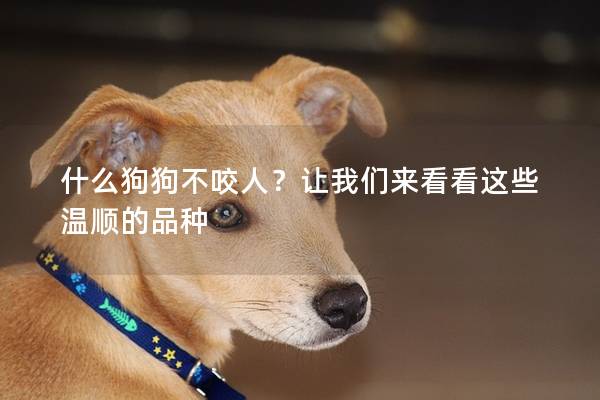 什么狗狗不咬人？让我们来看看这些温顺的品种