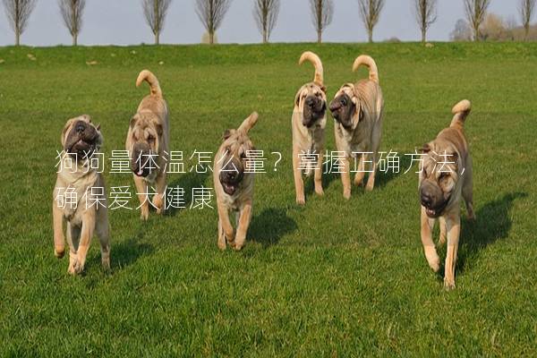 狗狗量体温怎么量?掌握正确方法,确保爱犬健康