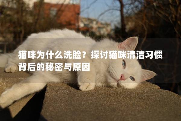 猫咪为什么洗脸？探讨猫咪清洁习惯背后的秘密与原因