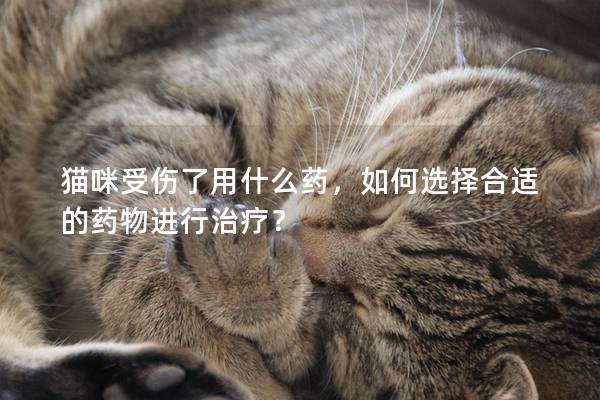 猫咪受伤了用什么药，如何选择合适的药物进行治疗？