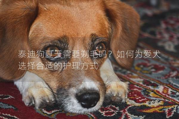 泰迪狗夏天需要剃毛吗？如何为爱犬选择合适的护理方式