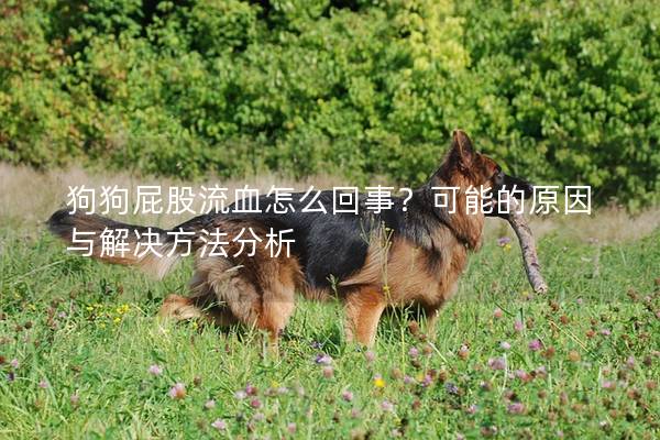 狗狗屁股流血怎么回事？可能的原因与解决方法分析