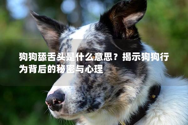 狗狗舔舌头是什么意思？揭示狗狗行为背后的秘密与心理