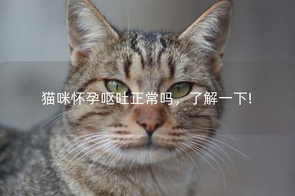 猫咪怀孕呕吐正常吗，了解一下!