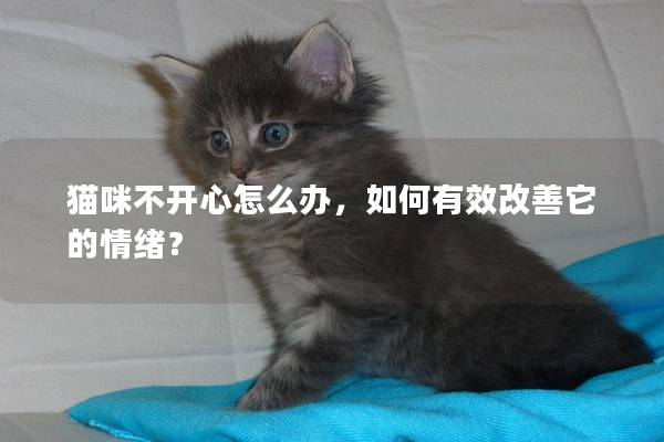 猫咪不开心怎么办，如何有效改善它的情绪？