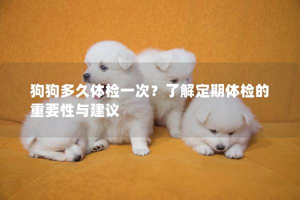 狗狗多久体检一次？了解定期体检的重要性与建议