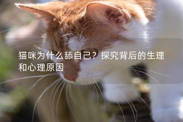 猫咪为什么舔自己？探究背后的生理和心理原因