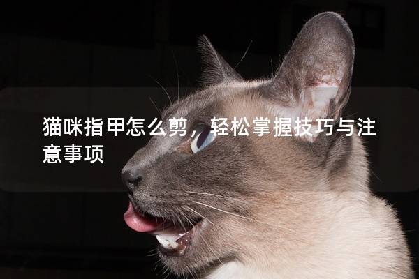 猫咪指甲怎么剪，轻松掌握技巧与注意事项