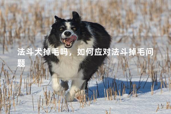 法斗犬掉毛吗，如何应对法斗掉毛问题