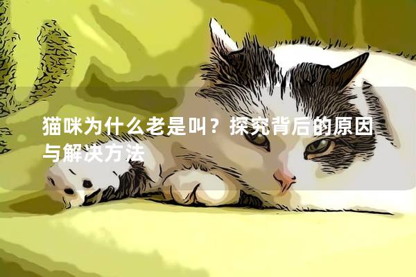 猫咪为什么老是叫？探究背后的原因与解决方法