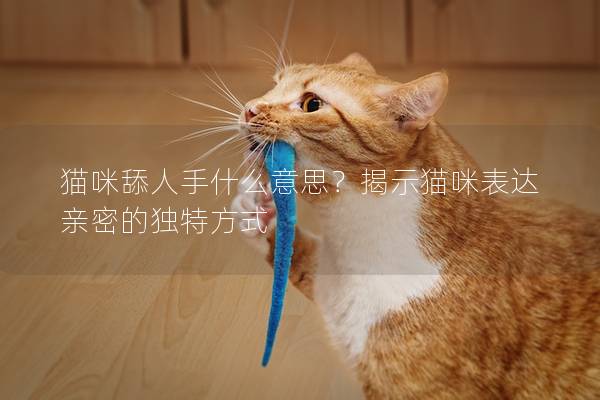 猫咪舔人手什么意思？揭示猫咪表达亲密的独特方式