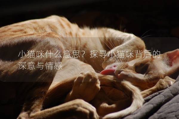 小猫咪什么意思？探寻小猫咪背后的深意与情感