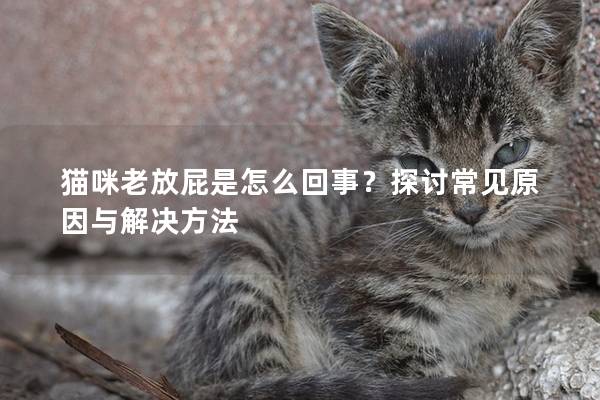 猫咪老放屁是怎么回事？探讨常见原因与解决方法