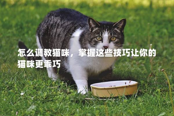 怎么调教猫咪，掌握这些技巧让你的猫咪更乖巧