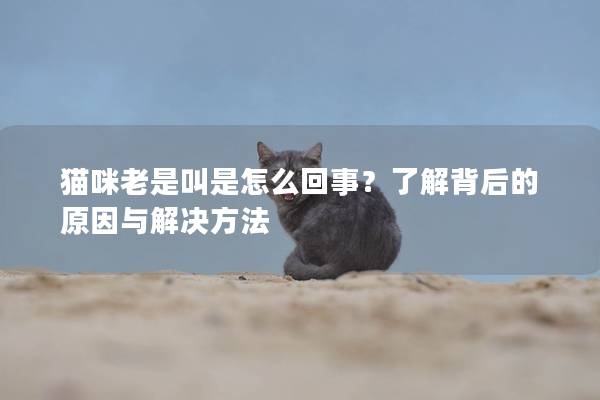 猫咪老是叫是怎么回事？了解背后的原因与解决方法