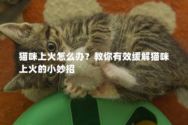 猫咪上火怎么办?教你有效缓解猫咪上火的小妙招