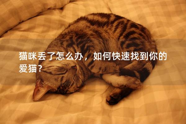 猫咪丢了怎么办，如何快速找到你的爱猫？