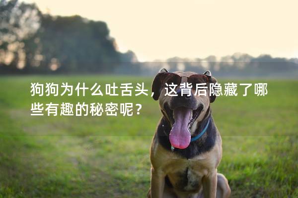 狗狗为什么吐舌头，这背后隐藏了哪些有趣的秘密呢？