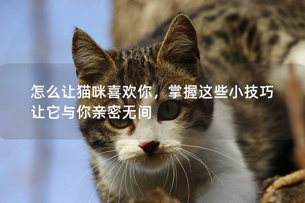 怎么让猫咪喜欢你，掌握这些小技巧让它与你亲密无间