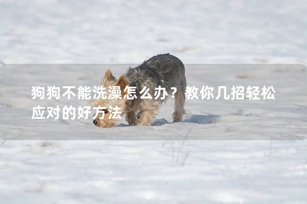 狗狗不能洗澡怎么办？教你几招轻松应对的好方法