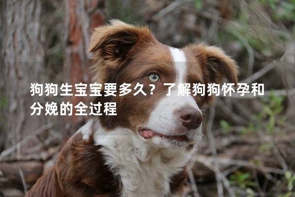 狗狗生宝宝要多久？了解狗狗怀孕和分娩的全过程