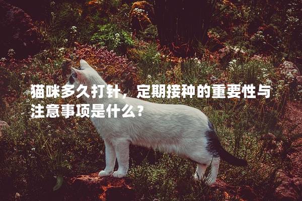 猫咪多久打针，定期接种的重要性与注意事项是什么？